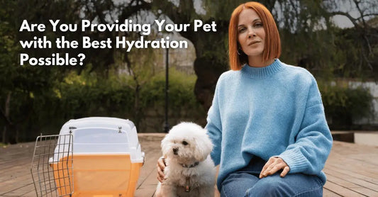Are You Providing Your Pet with the Best Hydration Possible?