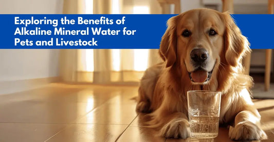 Exploring the Benefits of Alkaline Mineral Water for Pets and Livestock